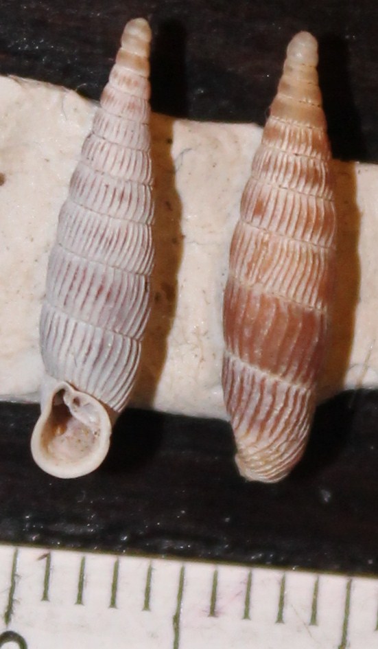 Clausiliidae da identificare